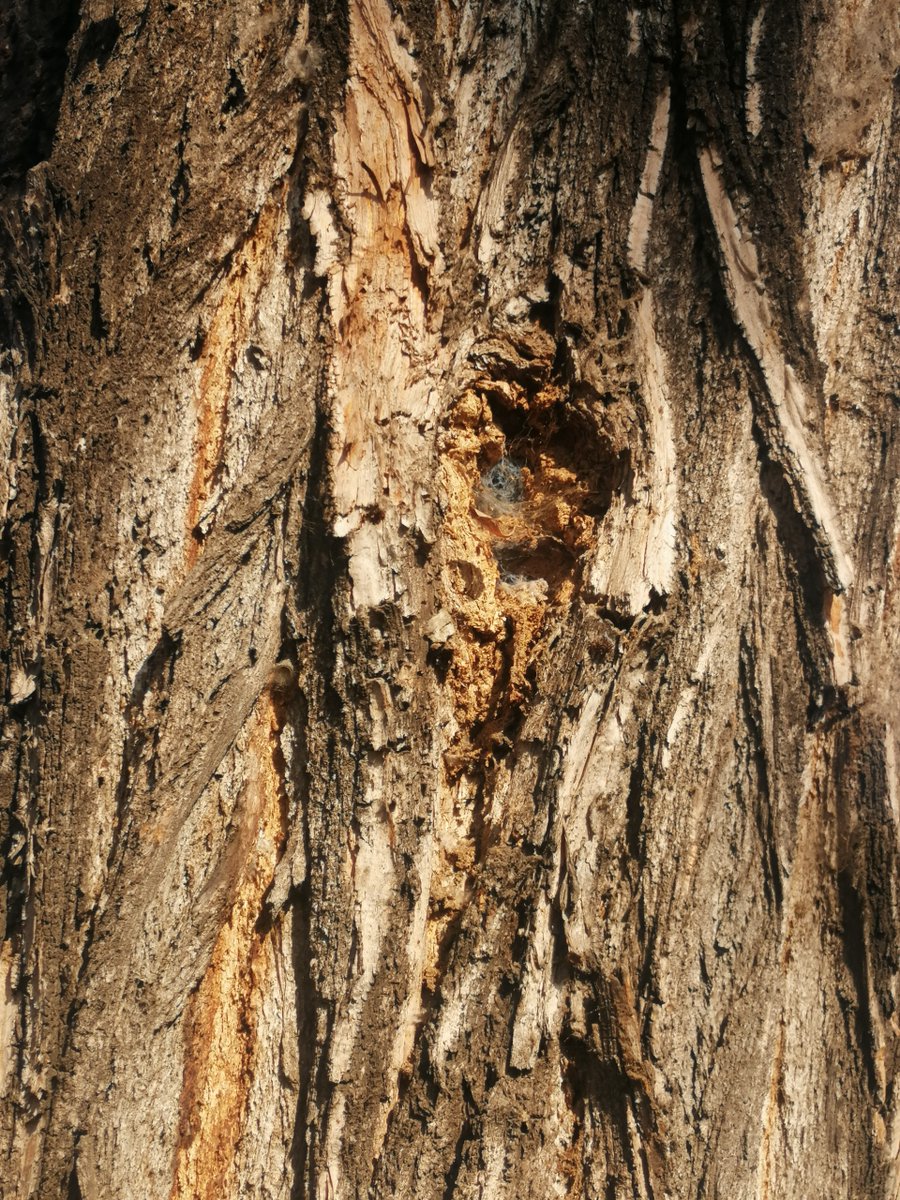 litro7's tweet photo. Estos arboles tienen mas de 70 años, estan podridos por dentro con peligro de caer con fuerte viento, el año pasado ya cayó uno pero para la @Muni_Stgo están casi nuevos y tienen para rato, una lata todos los años pedir que hagan un cambio y solo los mochan 
@desbordes https://t.co/AU9Cx578Nv