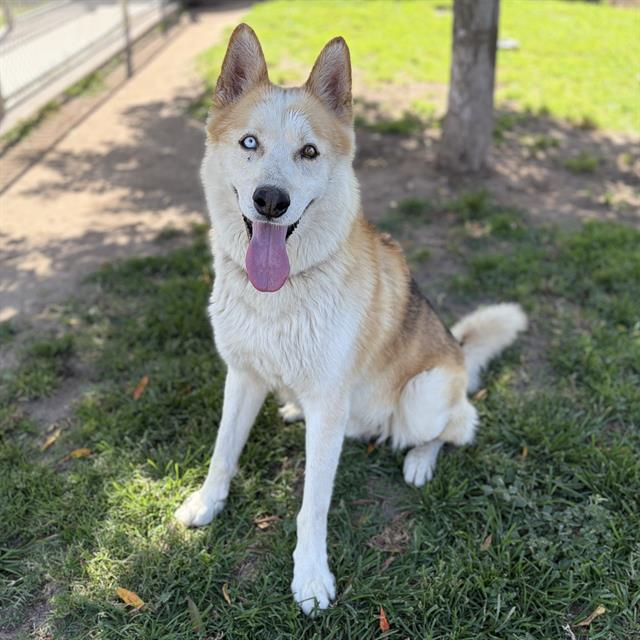 cashsmama08's tweet photo. 🚨SHAGGY is set to be killed on Monday 7/6 6:30am if no foster or adopter steps up for him😭💔
Please save this sweet boy🙏🙏🙏
Shaggy is at the Stanislaus County Shelter in Modesto, Ca
ID#A611835
Phone#209-558-PETS
Rescues(501c3 only) can email rescue@stancounty.com to tag Shaggy for rescue🤍
Shaggy is playful with other dogs and loves attention💕💕💕
Located At: Stanislaus Animal Services Agency
Description: My name is Shaggy.
I am a male, tan and black Siberian Husky and German Shepherd Dog.
Age: The shelter staff think I am about 3 years old.
More Info: I have been at the shelter since Jun 22, 2026.