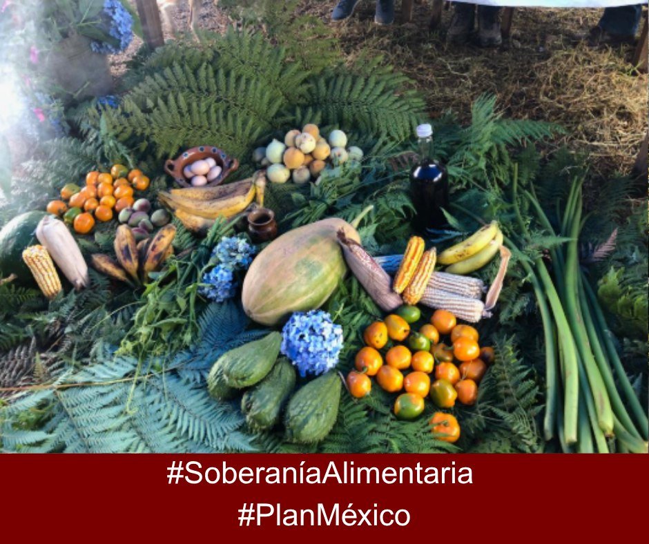 ElNacoDeMx's tweet photo. Producir amoniaco en México es un paso estratégico hacia un país más autosuficiente y fuerte. #SoberaníaAlimentaria #PlanMéxico https://t.co/NvoV3ITgQO