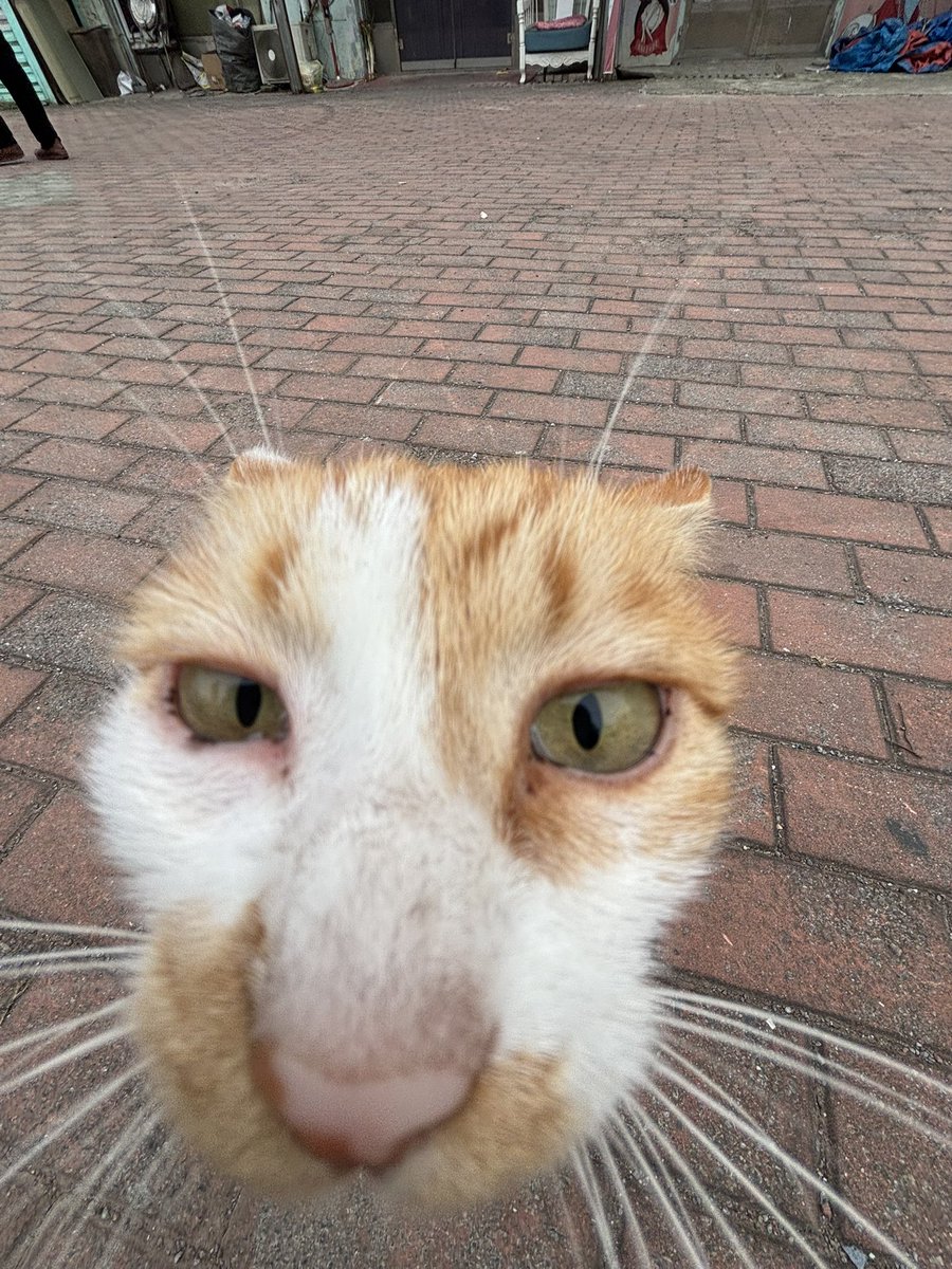 sake_1207's tweet photo. https://t.co/DijGUYvRE3