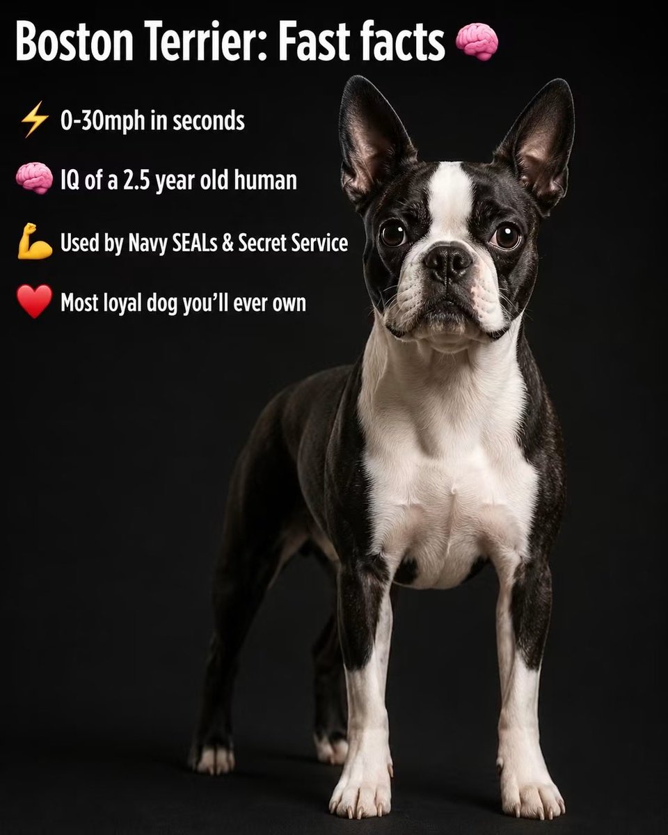 bterrierdogs's tweet photo. https://t.co/x0vqw7WE25
