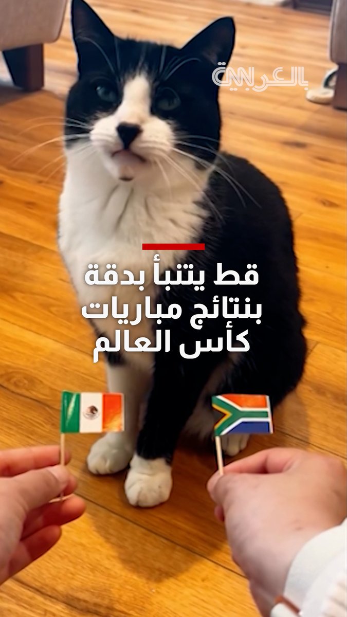 تعرف إلى "بيلي".. قط يتنبأ بدقة بنتائج مباريات كأس العالم 