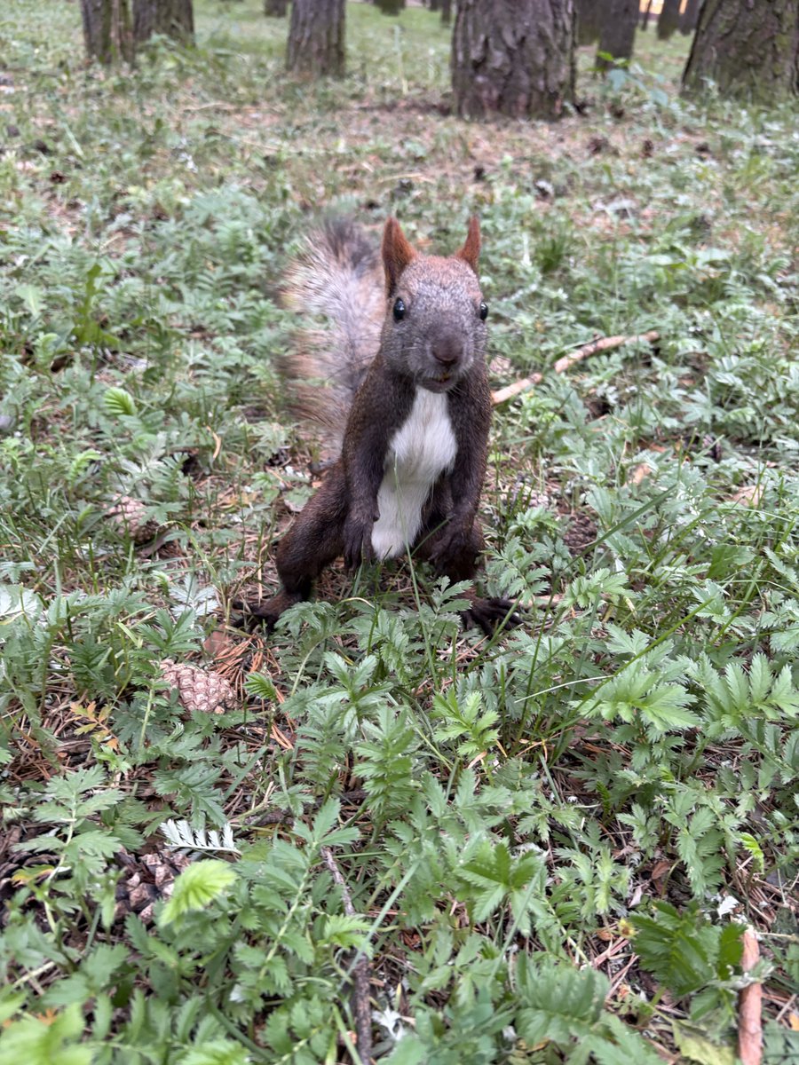 nattySquirrel's tweet photo. https://t.co/6irfG8tIbO