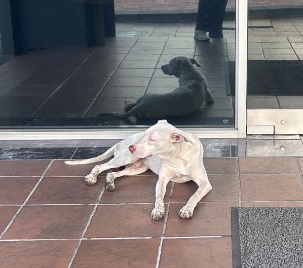 AlertaMePerdi's tweet photo. #ENCONTRADO #GUAYAQUIL
Fecha: 2026-07-02
Sector: Centro, Palacio de cristal
Sexo: Macho
Raza: Pitbull
Observación: Blanco
Contacto: 0997045402
¡Ayúdalo a volver con su familia!
 #AlertaMePerdí https://t.co/8Z1vladRLA