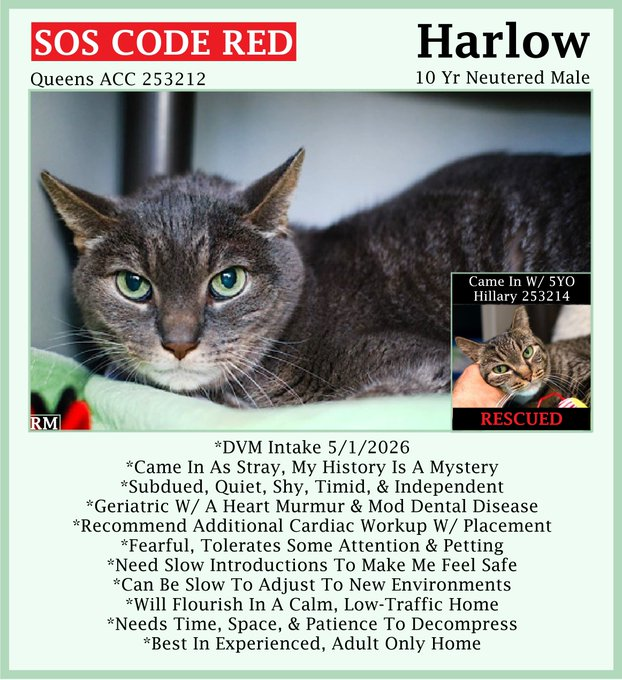 sachikoko's tweet photo. 🆘CODE RED🆘RELISTED TBK SAT 7/4/26🆘🙏🏾PLZ SHARE🆘
🙏🏾PLZ #PLEDGE 2 SAVE MY LIFE
💘Fearful 10YO #Senior Gray #Tabby Kitty "HARLOW"💘
😿💔Came In As Stray, Not Thriving In Shelter
🚨Needs #Adoption #Rescue #Foster🚨
▶️253212 https://t.co/WXbLsEPnXo
🙏🏽#AdoptDontShop
#Queens #NYCACC https://t.co/5rwzUYctdL