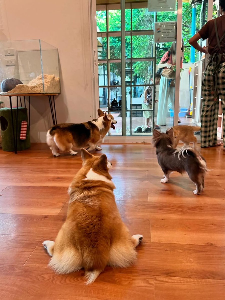 sPinah_'s tweet photo. Four paws, wagging tails, and a world of wonder beyond the glass 🐾✨ https://t.co/4Dv3qStxZ6
