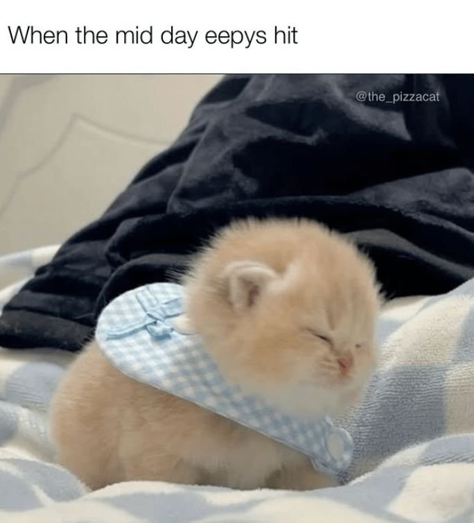 CuteCatposte's tweet photo. https://t.co/F2tIvk0u4P