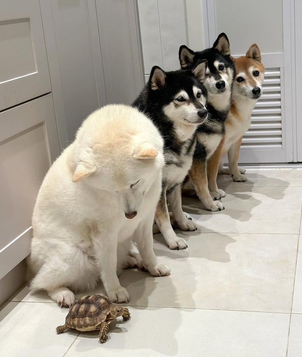 dog_rates's tweet photo. This is Hina, Sasha, Momo, and Kikko. They just got in line behind their turtle friend. Not sure what the line is even for, but man is it moving slow. 12/10 for all https://t.co/Yv5hrcAsLm