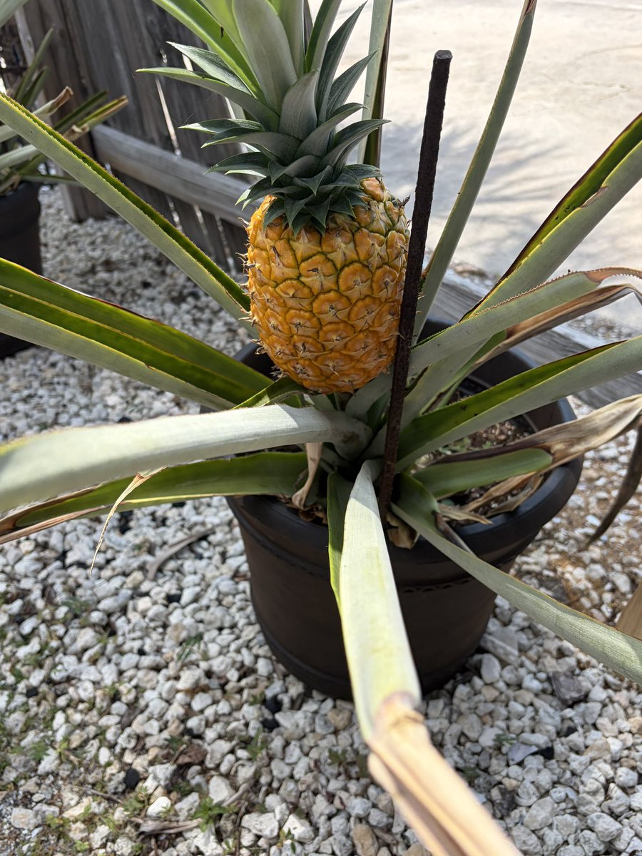 celestialbe1ng's tweet photo. Eating a home grown pineapple as we speak. It literally grew on the porch. My European mind is malfunctioning https://t.co/oBM5xikVkR