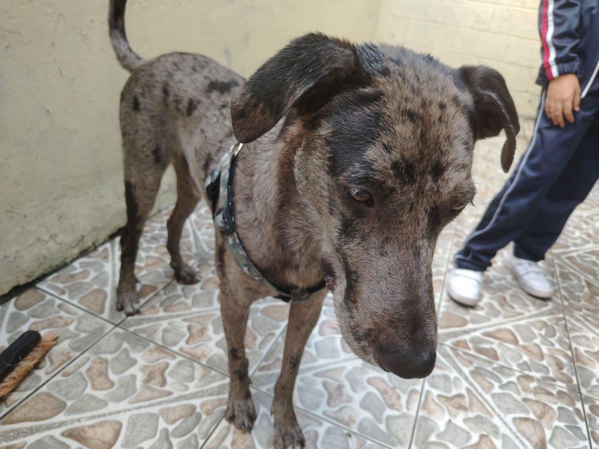 AlertaMePerdi's tweet photo. #ENCONTRADO #GUAYAQUIL
Fecha: 2026-07-02
Sector: Sur, acacias, Atrás del tía, Mz. A LO ENCONTRÉ NERVIOSO BUSCANDO A ALGUIEN
Sexo: Macho
Raza: Mestizo
Observación: Tiene manchas, es mediano
Contacto: 0998589719
¡Ayúdalo a volver con su familia!
 #AlertaMePerdí https://t.co/kiM0ocrQ5j