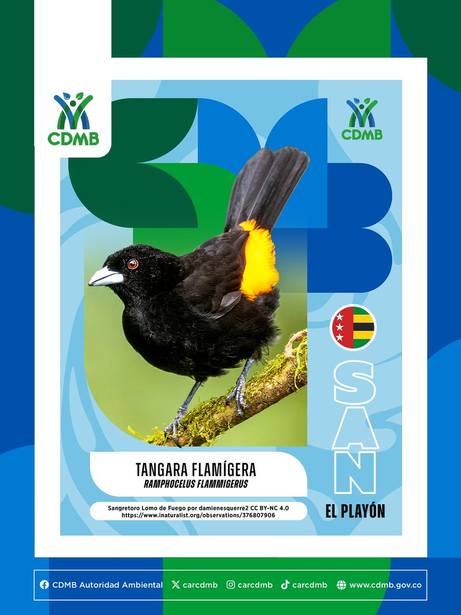 CARCDMB's tweet photo. 🦎⚽️🔥 ¡Vamos con toda por nuestra región! 🥳🇨🇴 🏆 Cuéntanos en los comentarios cuál es la especie crack que representa a tu municipio! 💬👇
#CDMB #Colombia #Santander #Biodiversidad 🇨🇴⚽️✨ https://t.co/GW2XI4YBb8