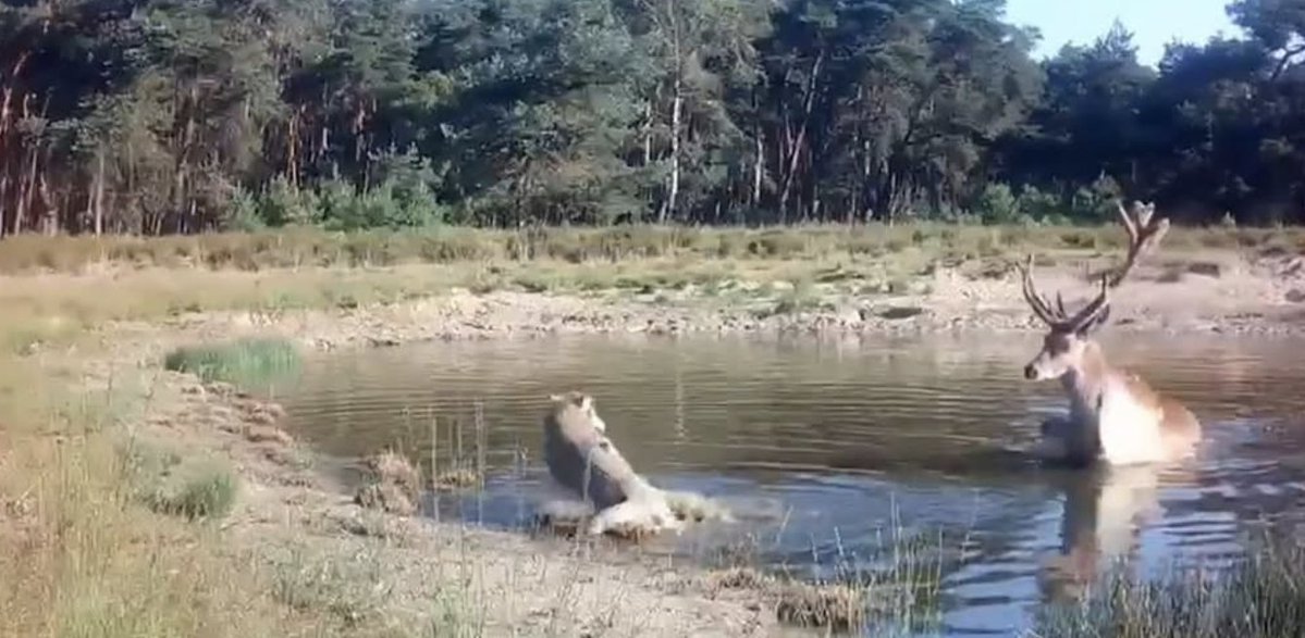 NowolvesBenelux's tweet photo. HERT JAAGT WOLF WEG. Steeds meer wolven: nemen exponentieel toe. Maatregelen zijn van het gehalte symboolpolitiek. Veel praten, geen daadkracht. Het wildbestand, behalve zwijnen, is op de Veluwe sterk teruggelopen. Aanvallen op koeien en paarden nemen toe. https://t.co/PfieSoAssB https://t.co/8sw1D5WRIL