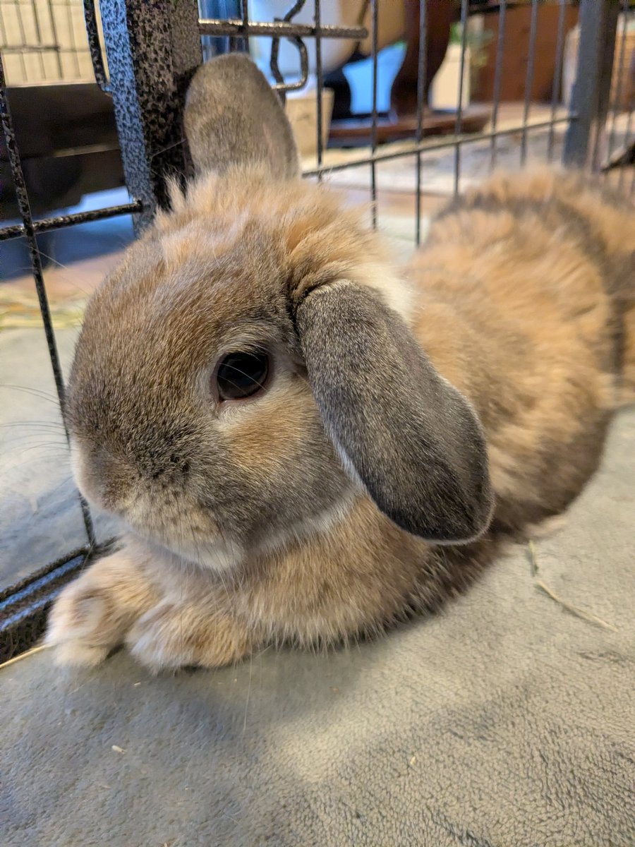 うさぎ