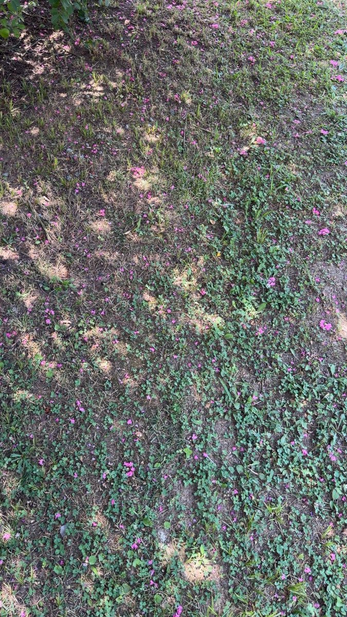shottaou's tweet photo. the only good thing about summer is that the crape myrtle tree (?) in front of my house starts fully blooming https://t.co/qi6Zjgddn4