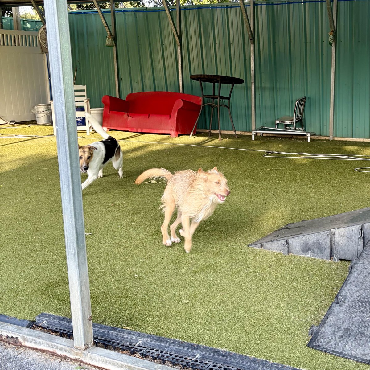 metroanimals's tweet photo. Give your dog the space run, leap, sprint, and chase to their hearts desire πΆπ at #MetroAnimals π #doggiedaycare #fortworth #texas #cutedogs #dogsplay https://t.co/iyJ8Ce7FFw