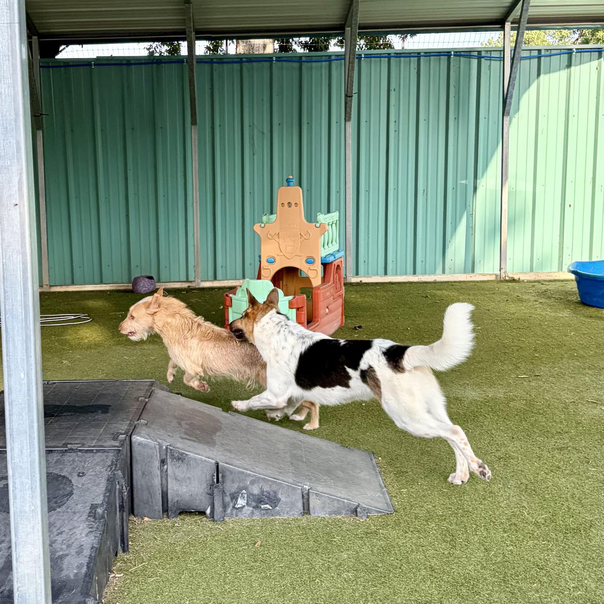 metroanimals's tweet photo. Give your dog the space run, leap, sprint, and chase to their hearts desire πΆπ at #MetroAnimals π #doggiedaycare #fortworth #texas #cutedogs #dogsplay https://t.co/iyJ8Ce7FFw