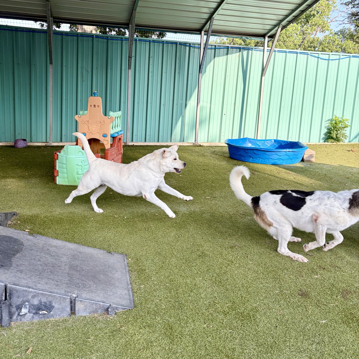 metroanimals's tweet photo. Give your dog the space run, leap, sprint, and chase to their hearts desire πΆπ at #MetroAnimals π #doggiedaycare #fortworth #texas #cutedogs #dogsplay https://t.co/iyJ8Ce7FFw