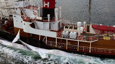 janischshane's tweet photo. Iceland’s fin whale operator has been reported to have taken more than 1,000 fin whales since the 1986 moratorium even though only about 50,000–90,000 remain worldwide,far below what these whales once numbered before industrial whaling. #Endwhaling 
Credits captain Paul Watson uk https://t.co/TbLNPuQmys