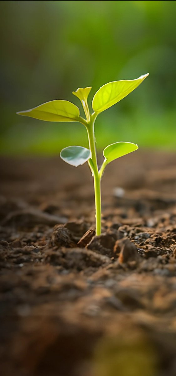 Munenebabajay's tweet photo. Every piece of tree you plant gives life..
#begreen movement. https://t.co/O0QqNZUdOO