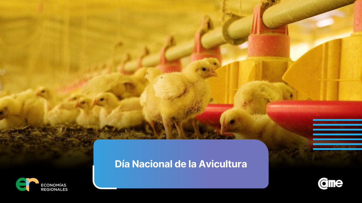 CAMEecoregional's tweet photo. 2 de julio | 🐣 Día Nacional de la Avicultura

Reconocemos el aporte del sector avícola al empleo, la producción y el desarrollo de las economías regionales argentinas. 🇦🇷

👋 Saludamos a todos los productores y trabajadores avícolas en su día. https://t.co/VIrGpLcf48