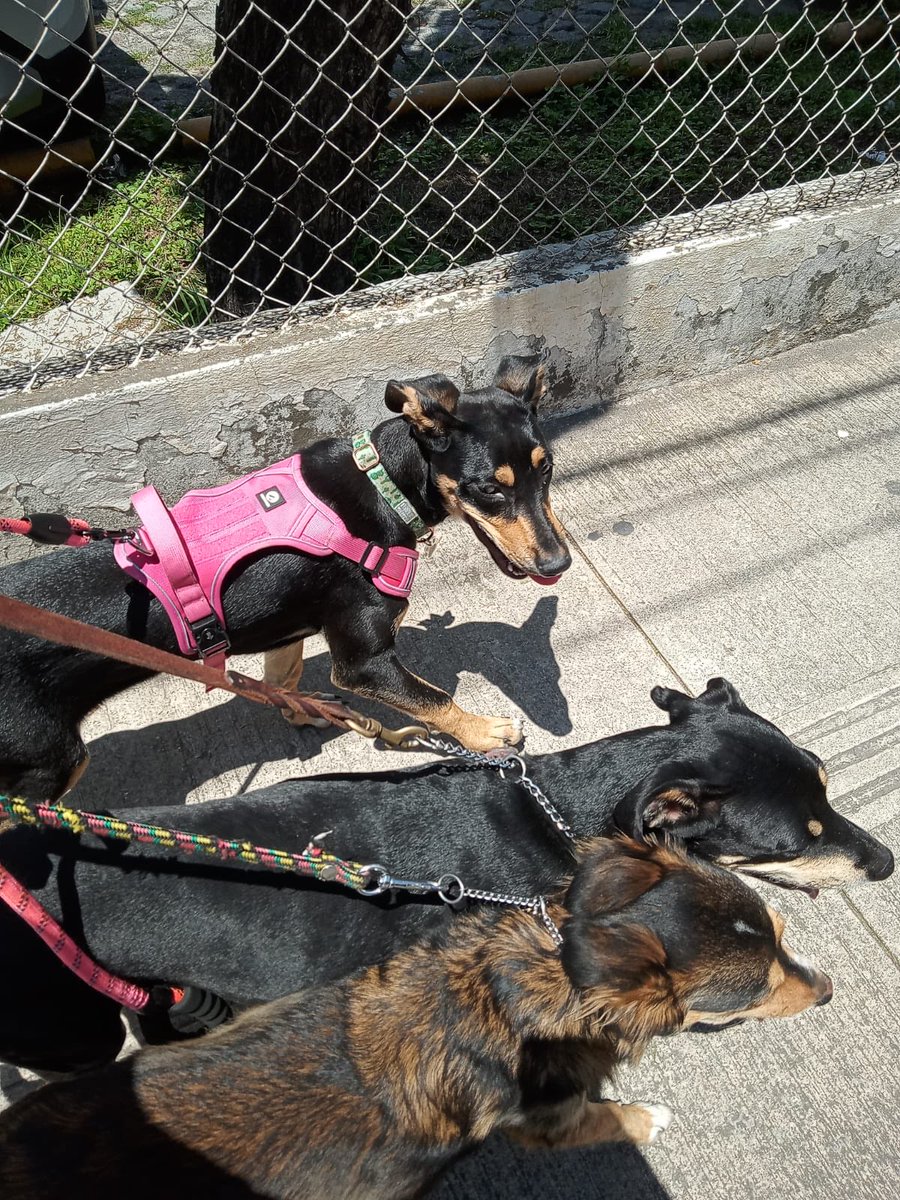 firulaisasalvo's tweet photo. Rumba en su nueva casa, con sus hermanas 😍 https://t.co/jdQwzv3Gv7