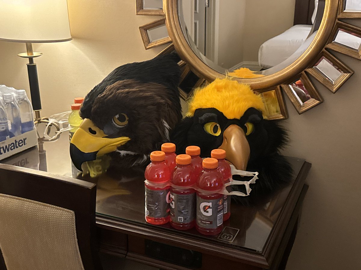 Gildryn the Golden Eagle 🦅 tweet media