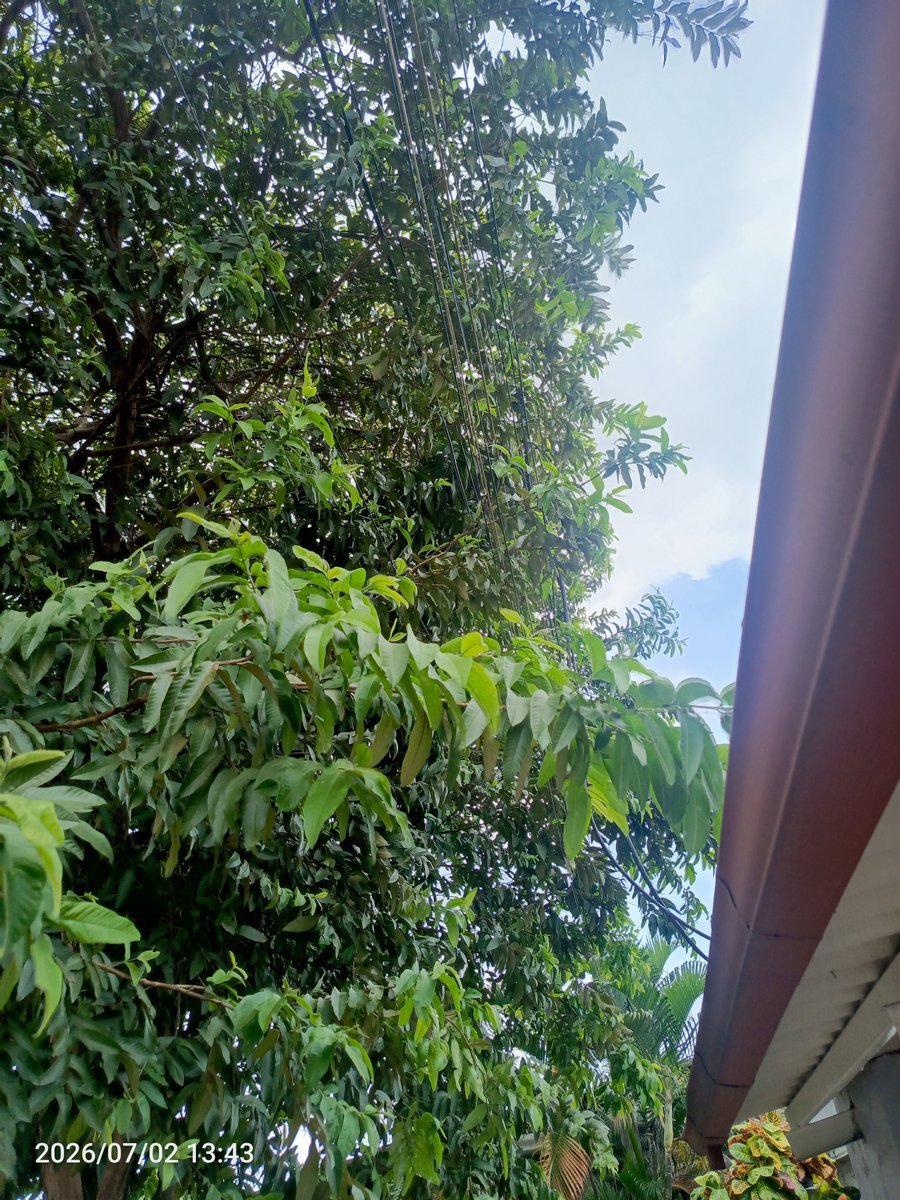 faried27's tweet photo. Hola @servicioscnelep  @CNEL_EP , llamé a servico al cliente para reportar las ramas de un árbol, atraviesan los cables de mi acometida y genera problemas. Me dicen que CNEL no se encarga de eso, a quién reportar la poda de ramas que atraviesan la acometida de mi casa, gracias. https://t.co/ToN1EmtHjd
