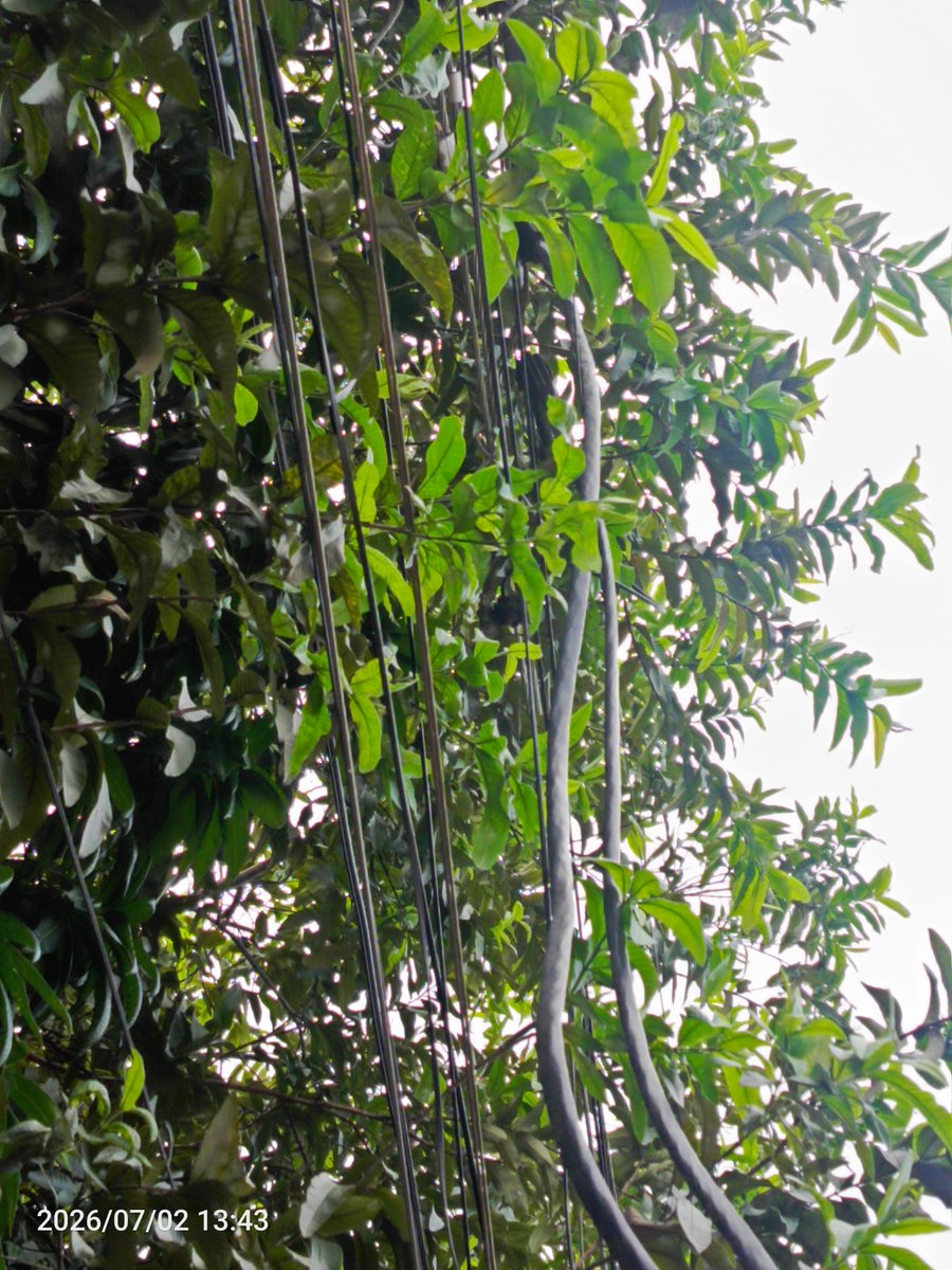 faried27's tweet photo. Hola @servicioscnelep  @CNEL_EP , llamé a servico al cliente para reportar las ramas de un árbol, atraviesan los cables de mi acometida y genera problemas. Me dicen que CNEL no se encarga de eso, a quién reportar la poda de ramas que atraviesan la acometida de mi casa, gracias. https://t.co/ToN1EmtHjd