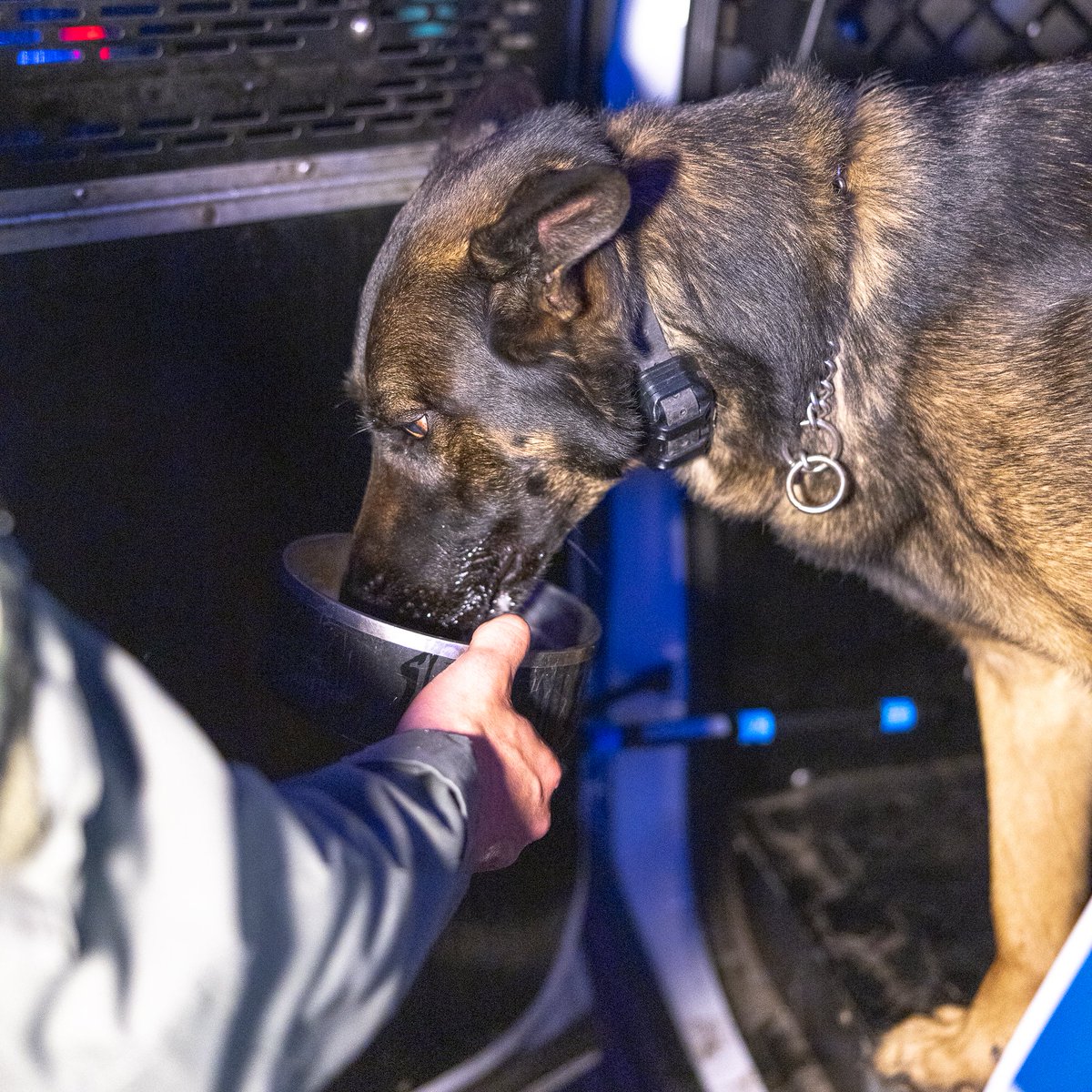 PWCPolice's tweet photo. K9 Officer Mattis and Sgt. Schenck pushed through extreme heat to track an active burglary suspect fleeing in the dense woods. True partnership is looking after each other! Stay hydrated and crank up the AC for our furry friends during this heatwave. #PoliceWork #PoliceK9Officer https://t.co/w4WxcmbYT0