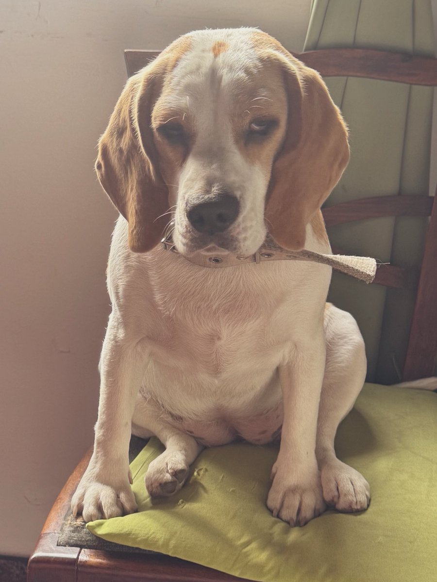 aguusmood's tweet photo. La señora que limpia en casa no le sale el nombre de Nala entonces le dice Wanda entonces escucho todo el tiempo “Wanda sali” “Wanda basta” Wanda dejá eso” lo que me río encima Nala mira así https://t.co/4sdppNZLD0