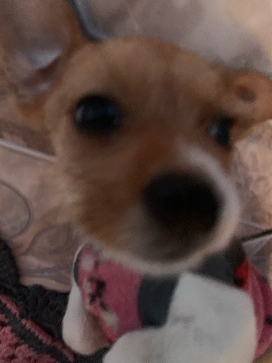 thvurso's tweet photo. cachorro bobo https://t.co/qoUZ5P02y8