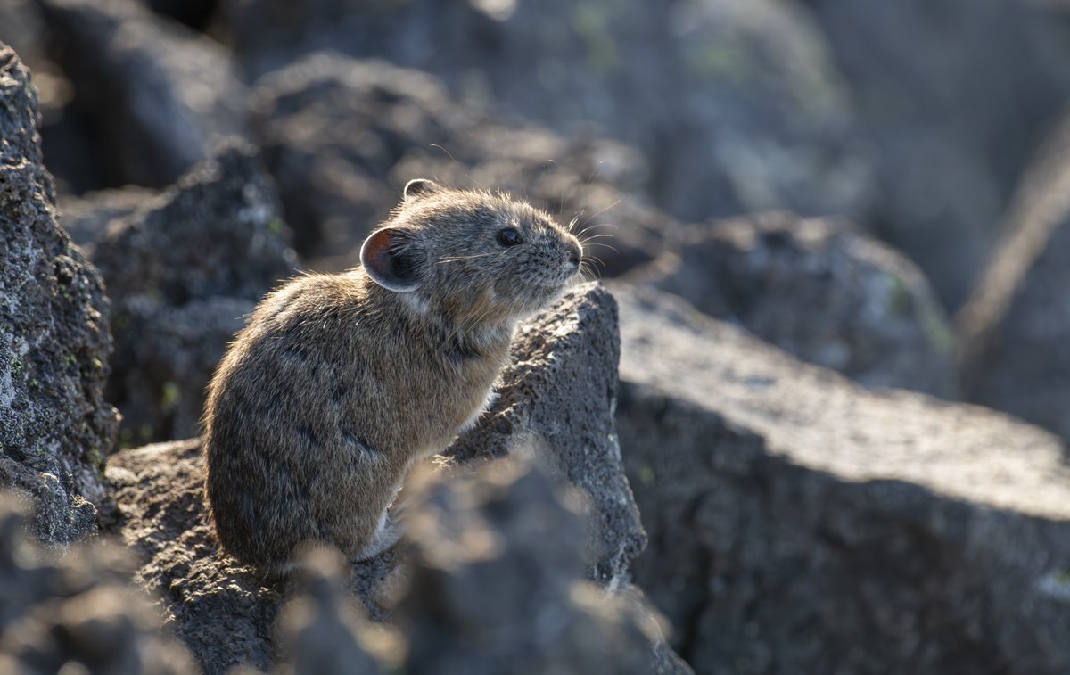 zoos_aquariums's tweet photo. Could studying the American #Pika help us understand climate change better? 🔗 More on pika conservation and the role @OregonZoo's #CitizenScience program is playing in building awareness: https://t.co/SsbKIaCRsh. #OregonZoo #ClimateChange #WildlifeConservation #Zoo #Pikas https://t.co/dw8359DcwU