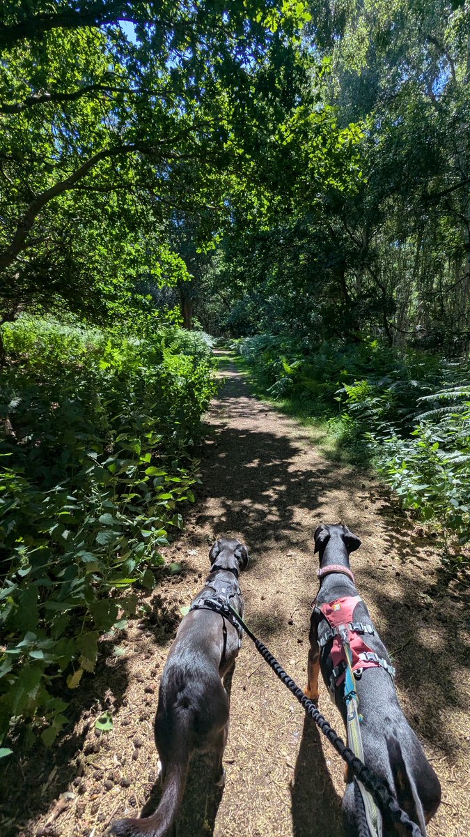NotBadForHerAge's tweet photo. A warm 10 miles in woodland today with an ice cream at the end. The campervan has a shower but I needed a strong blast of hot water to remove all the dust, so I used the campsite showers - only trouble is the button to start the shower is outside the cubicle 😆🫣 #rendlesham https://t.co/LeKZwDXQQm