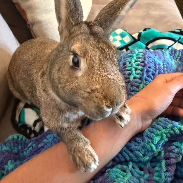 HouseRabbit tweet picture