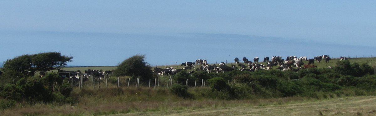 emlynevan's tweet photo. Neighbour's lovely dairy herd basking in the sunshine . . just over the fence from our hay field #FishguardBay 🏴
It's the only remaining dairy farm in the whole parish ! 🥛Lets go round looking for the old milk stands . . wouldn't mind betting there could be 40 or more !! https://t.co/WPaznHR1hf