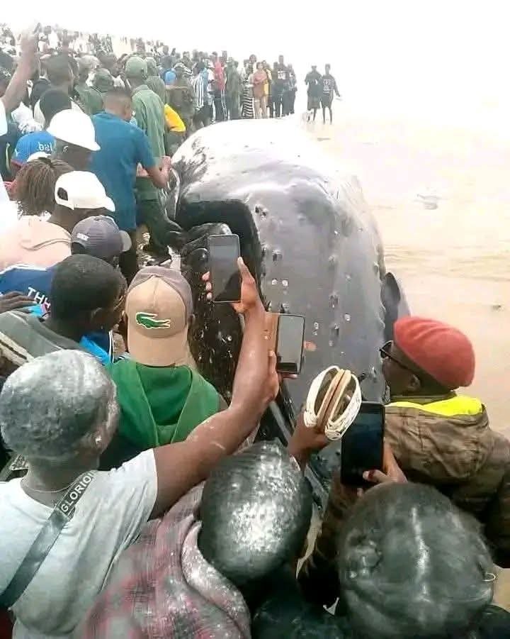 ebalemozindo's tweet photo. #RDC: #KONGO #CENTRAL.

Par mesure de précaution, il est impératif de ne pas toucher une baleine échouée ni de se baigner à proximité. La zone doit être considérée comme potentiellement contaminée et dangereuse.
​Pourquoi cette interdiction ?
​Risques sanitaires : L’animal peut être porteur de bactéries, de parasites ou de toxines. Sa manipulation ou sa consommation présente un danger grave pour la santé publique.
​Sécurité physique : Sous l’effet des gaz de décomposition, une carcasse peut exploser, causant des blessures graves.
​Protection légale : Les baleines sont des espèces protégées. Toute intervention non autorisée est illégale.
​Suivi scientifique : Les autorités doivent sécuriser le site afin de pratiquer des analyses (nécropsies) permettant de comprendre les causes de l’échouage.
​La bonne attitude : Gardez vos distances et alertez immédiatement les autorités compétentes pour une prise en charge professionnelle.
​Conseil de l'équipe Ricid Environnement.
