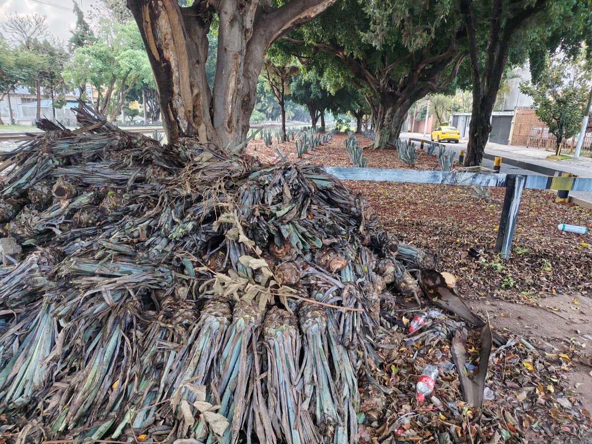 ELOCCIDENTAL's tweet photo. 🌵A menos de un mes de inaugurada, la intervención con agaves en Av. Inglaterra y Av. de Los Arcos ya muestra abandono.

 La nota completa: https://t.co/QRgIPsJaBk https://t.co/vDVwHv48WD