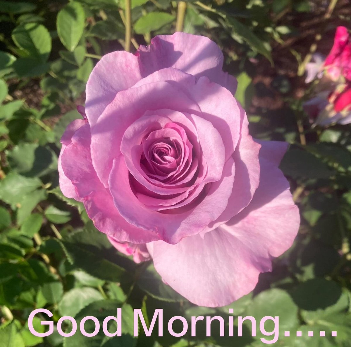 Prattikroy's tweet photo. Good Morning..... https://t.co/zYuRmOMCHw