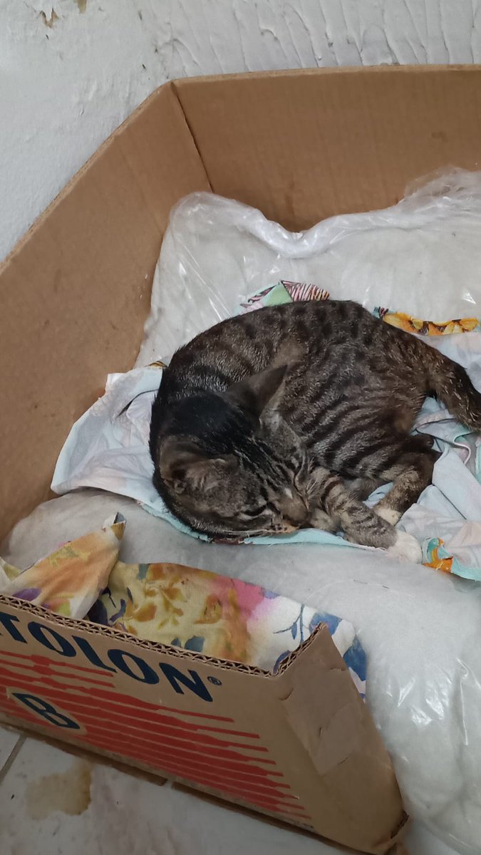 xistofer4i20's tweet photo. atualizações de gary! ela está mais animadinha, faz barulhinhos e agradece balançando o rabinho, ainda estamos arrecadando e já chegamos a R$ 1.090,00 e eu não tenho palavras pra agradecer a vcs por todo apoio, doações, e energias positivas que estão mandando pra nossa velhinha💜 https://t.co/19NFe3VrCk