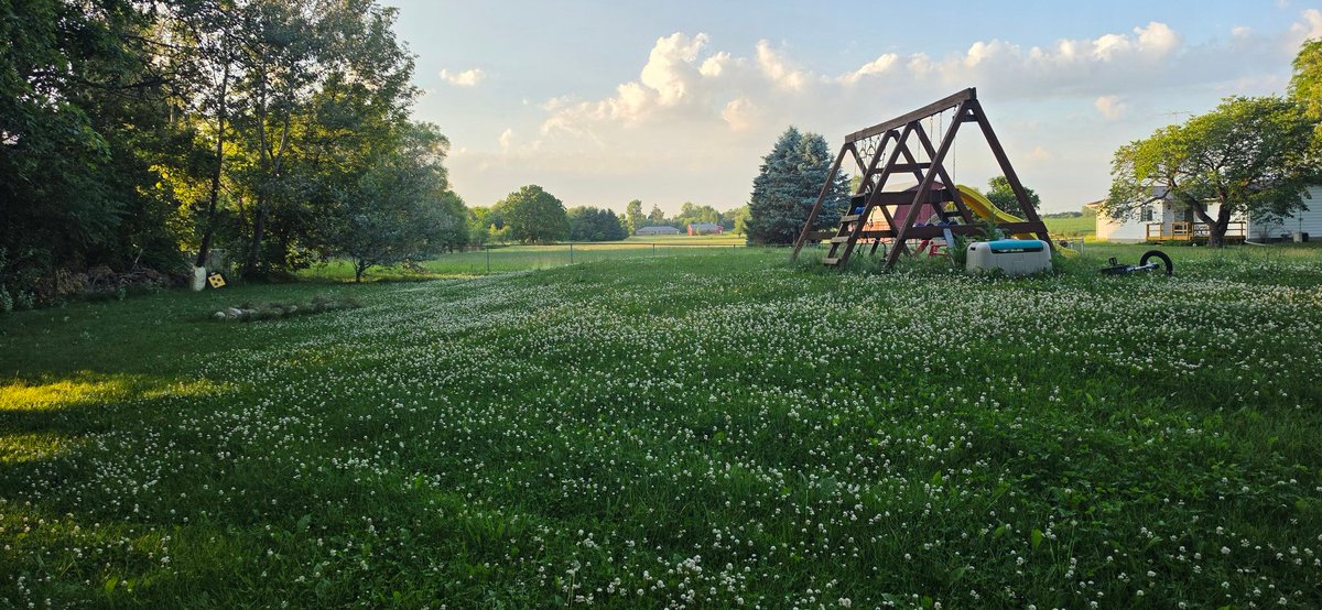 TOTSOBmiesen's tweet photo. Well after a very long day we made it home safe. The corn and sunflowers are doing nicely. Need to mow soon, but it is pretty beautiful. 
#Homeatlast #MichiganOutdoors https://t.co/kM4JLXV2MC