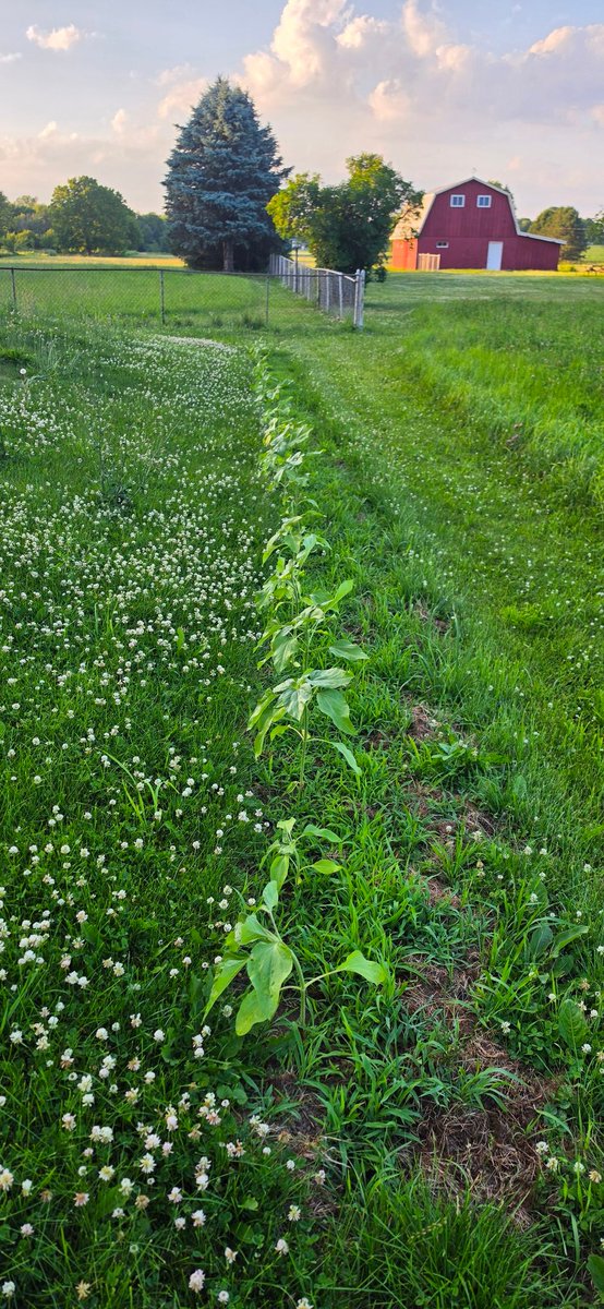 TOTSOBmiesen's tweet photo. Well after a very long day we made it home safe. The corn and sunflowers are doing nicely. Need to mow soon, but it is pretty beautiful. 
#Homeatlast #MichiganOutdoors https://t.co/kM4JLXV2MC