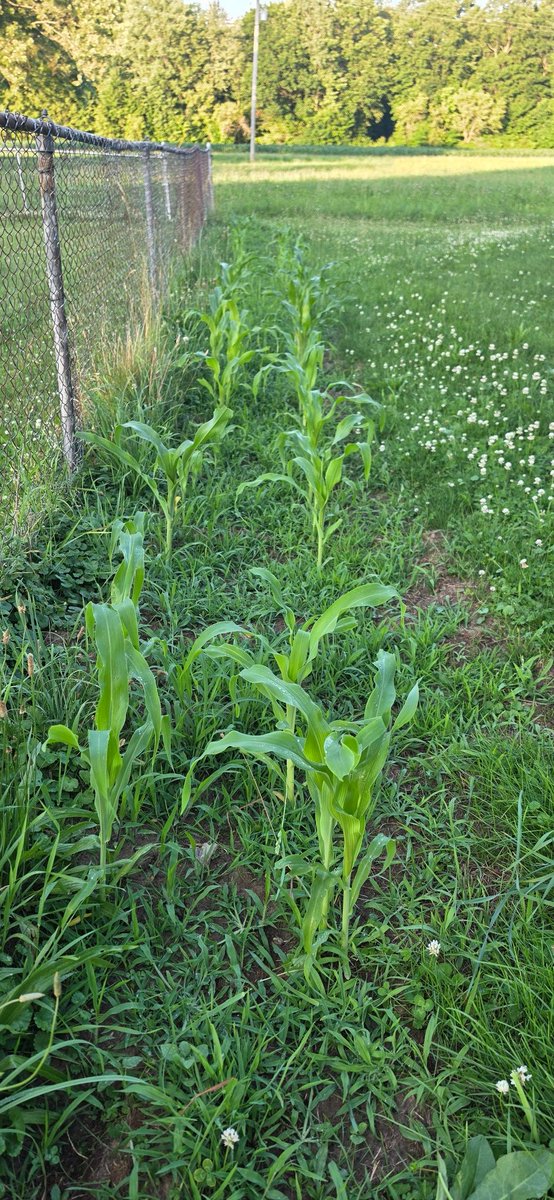 TOTSOBmiesen's tweet photo. Well after a very long day we made it home safe. The corn and sunflowers are doing nicely. Need to mow soon, but it is pretty beautiful. 
#Homeatlast #MichiganOutdoors https://t.co/kM4JLXV2MC