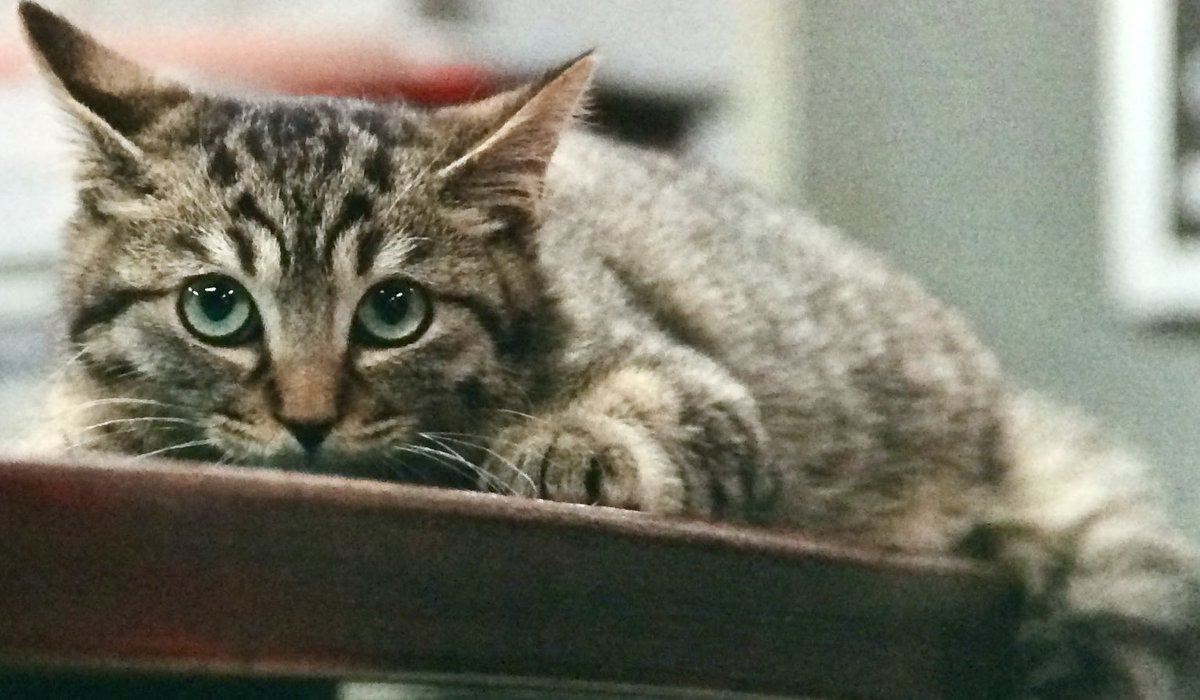 shikatomochi's tweet photo. 猫ちゃん、今日が誕生日です🎂14歳になりました。まだまだまだまだ一緒にいたいので私は猫ちゃんのために生きるよ。
写真は保護センターから引き取った初日（生後5ヶ月）と現在の猫 https://t.co/yoad2d5D0D