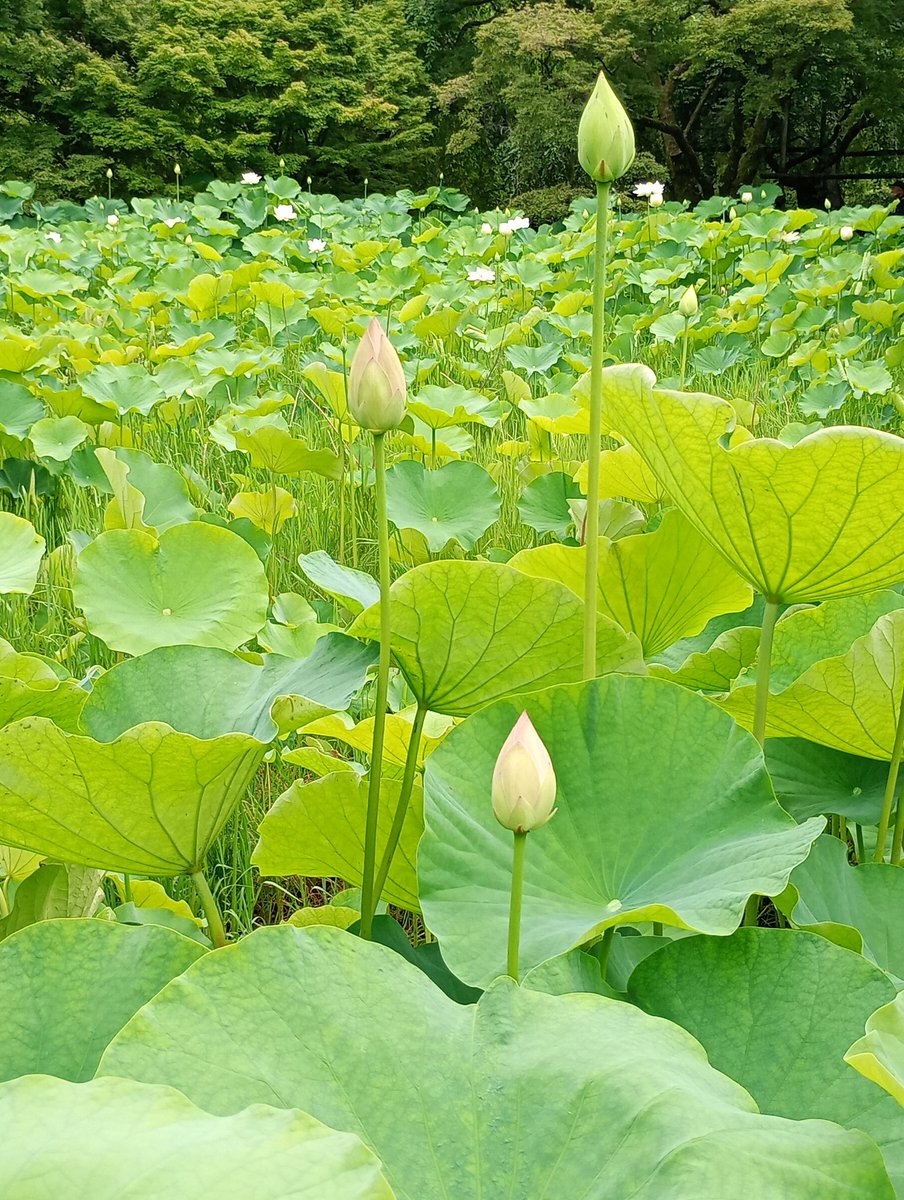 iciguakari's tweet photo. 青もみじと苔に囲まれた池が
肉厚のハスの葉でおおい尽くされています。
茎をのばす薄紅色の蕾の凛とした美しさ…
干拓事業で消滅した巨椋池由来のハスがいのちを繋いで
ここで見られることに感動します。

命得て日の白蓮の眩しかり
安藤ヒサ子

#京都府立植物園
#俳句 https://t.co/zhDfpMeuWK