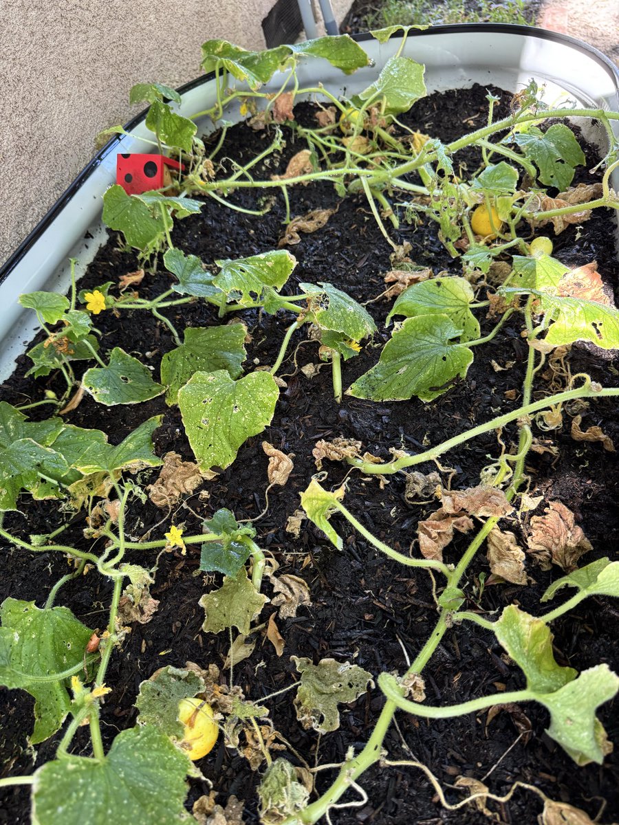 phosphorwulf's tweet photo. First year and trying a little bit of everything. I think the heat has been a major factor this year. Still having fun and next year will hopefully be a lot better. https://t.co/1O5hCqg8cE