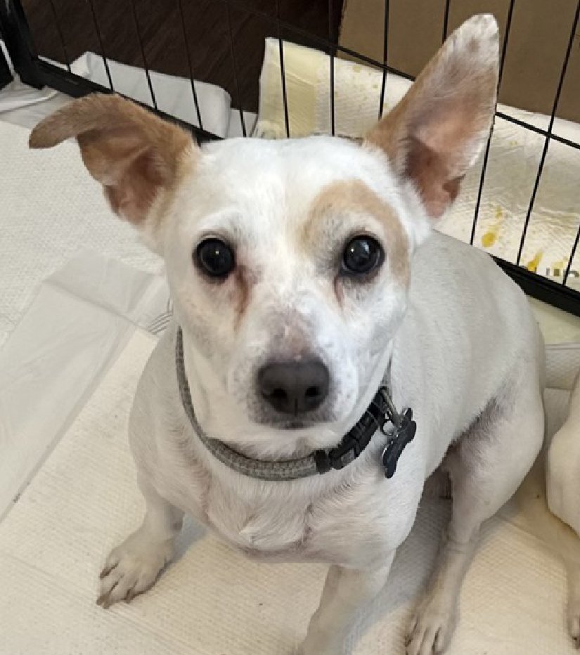 notthesameone2's tweet photo. 🐾Under 25 lbs, 4-y/o MacHo surrendered mid June b/c owner has cancer. Crate-trained, cute, petite, tolerant w/ kids, solo pets only. Caught kennel cough. Needs a foster offer by 7/04: https://t.co/wWqFjzgp0P https://t.co/FBPGWzDoZm