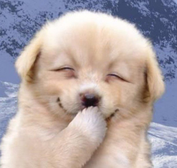 mrpuppysinger's tweet photo. the cutest aegi pie <3 https://t.co/r31ntlzJJS