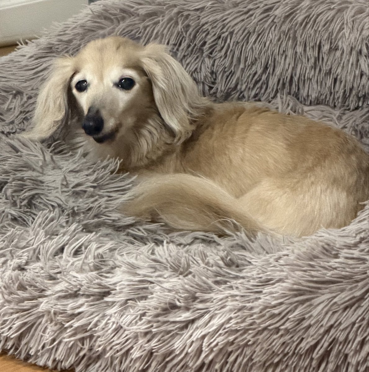 chiaki13a's tweet photo. おはよう😃
今日も笑顔の1日を☺️
#ハイシニア犬
 #ミニチュアダックス18歳 https://t.co/pZswzNi1hP