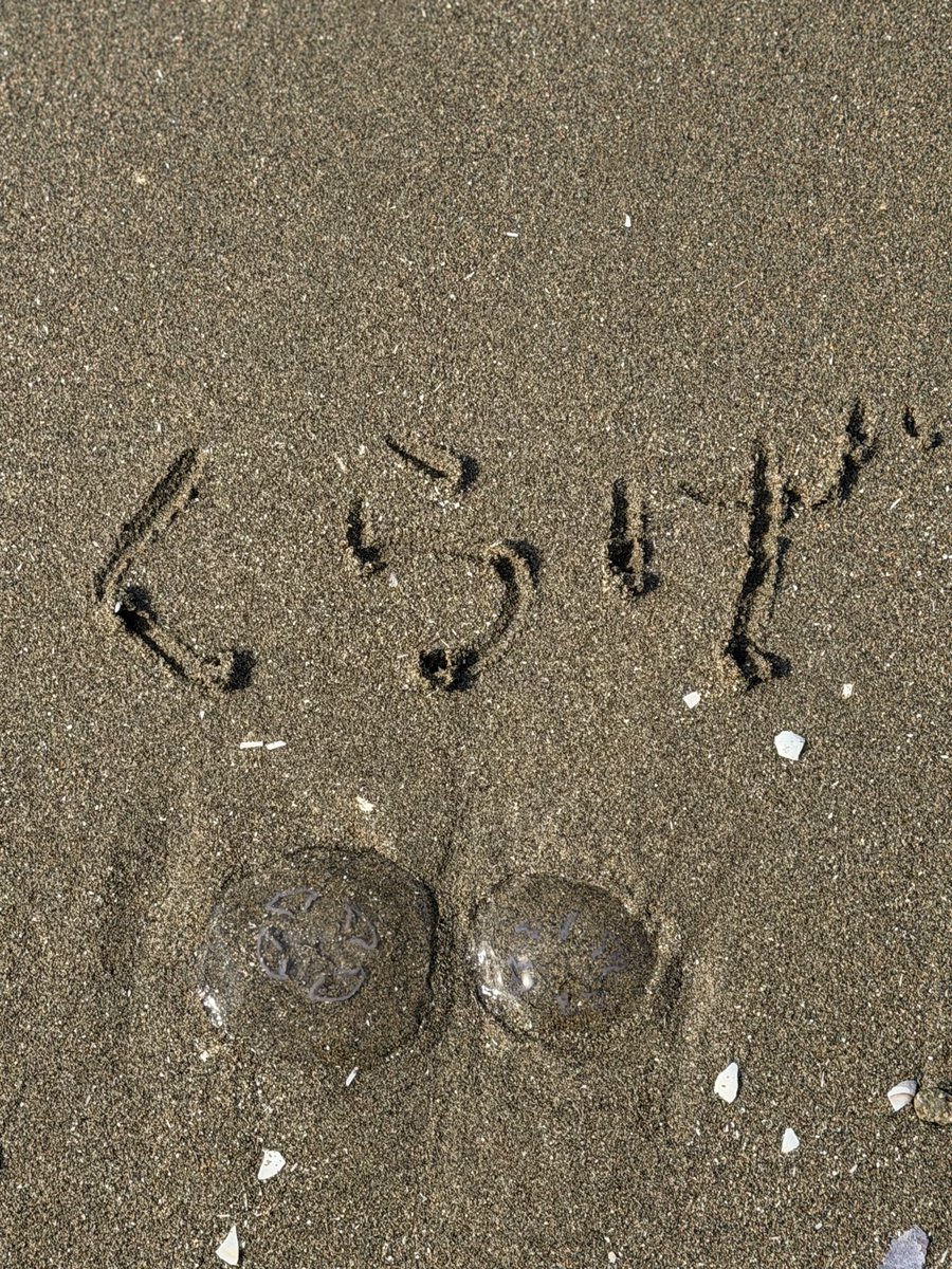 ONEOFFCAFE's tweet photo. おはようございます
7月3日金曜日
10時OPEN-17時CLOSE
（16時30分LO）

いい天気になりました☀️
今日も元気に営業です。
砂浜を歩くとクラゲが
いっぱいうちあがってました

#ONEOFFCAFE
#ワンオフカフェ
#たつのカフェ https://t.co/cyVqFYqi6f