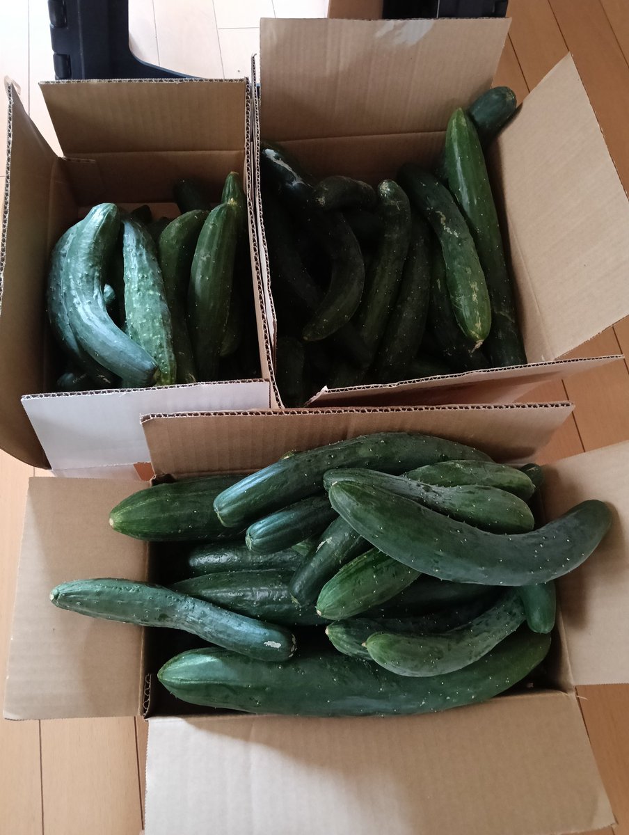 ringohan3939's tweet photo. おはようございます。
きゅうり🥒の季節ですね。
実家からもらいました（無理やり持って帰らされた😂）
まだ畑にいっぱいあるそうです🤣 https://t.co/7Nm7i11ucL